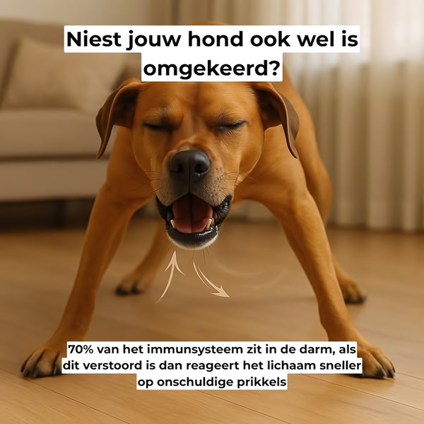 A square-format static ad featuring a dog in a reverse sneeze pose, using a strong medical fact about gut health to hook pet owners.